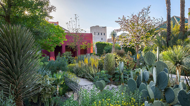 Exploring the Gardens of Marrakech: A Green Oasis in the Red City